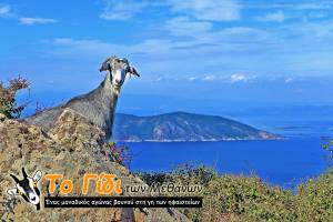 Το 2ο Γίδι των Μεθάνων στις 16 και 17 Νοεμβρίου 2024! 
