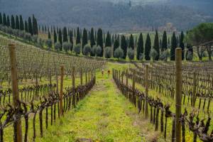 From a Bottle of Chianti to the UTMB World Series: Matteo Matteuzzi Reflects on the "Chianti Ultra Trail by UTMB" Evolution